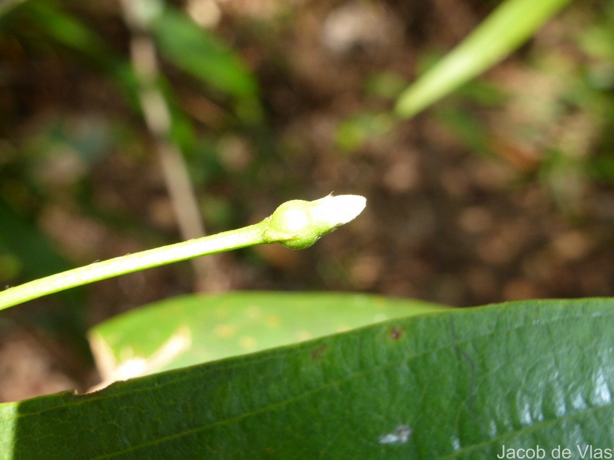 Timonius flavescens (Jacq.) Baker